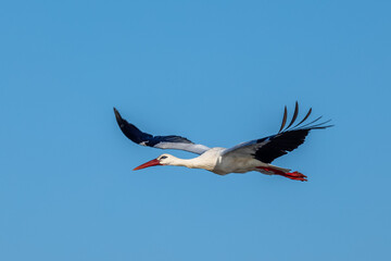 Stork in flight. Stork in their natural environment.