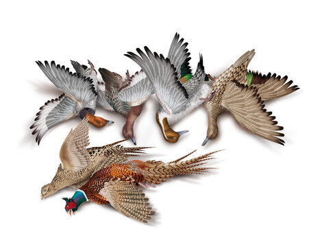 la chasse, tirer, canard, pilet-milouin, faisan, nature morte, femelle, m&acirc;le, volant, ciel, vol, atteindre, tuer, oiseau, animal, nature, ailes, faune, bleu, blanc, sauvage, mer, oie, empennage, liber