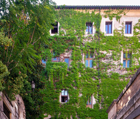 Liana grew and covered the wall of a high-rise building. The creeping plant covered everything except the windows. Summer background with liana on the facade of the house.