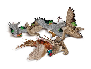 la chasse, tirer, canard, sarcelle-pilet , faisan, nature morte, femelle, mâle, volant, ciel, vol, atteindre, tuer, oiseau, animal, nature, ailes, faune, bleu, blanc, sauvage, mer, oie, empennage, lib