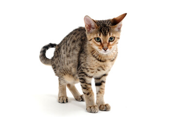 A purebred smooth-haired cat stands on a white background