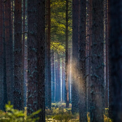 A beautiful pine tree forest scenery durning spring in Northern Europe. Tall pine trees growing in woodlands. Forest landscape in springtime.