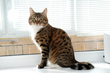 A gray striped fluffy cat sits on the windowsill