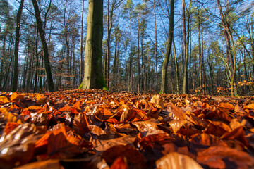 autumn leaves in the forest (Wandlitz, Barnim, Brandenburg, Germany)