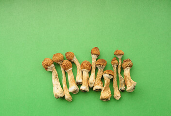 Dry psilocybin mushrooms on green background. Psychedelic magic mushroom Golden Teacher. Medical usage. Micro-dosing concept.