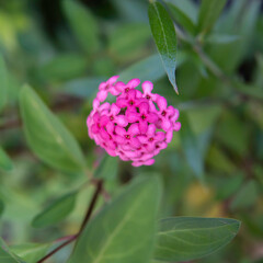pink Arachnothryx Leucophylla flower