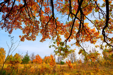 Oak tree with orange leaves. Bottom view of the tree crown. Concept of autumn, autumn background