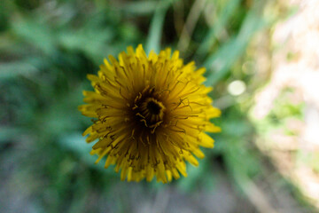 dandelion in the garden at spring time