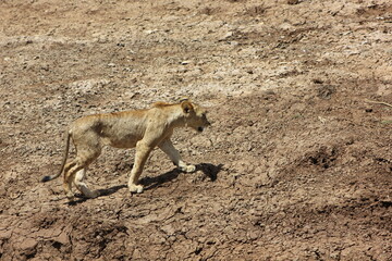 Obraz premium a beautiful lioness walking on the muddy ground in the African jungle