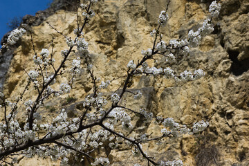 A flowering tree under a rock.