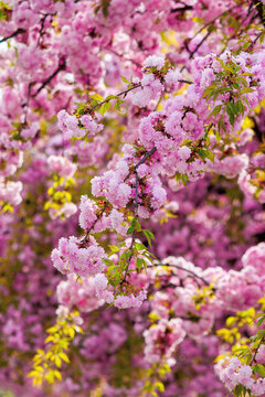 pink blossoming sakura tree. blooming cherry flowers on the branch in springtime. close up botanical background