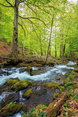 Fototapeta na wymiar beautiful scene in a birch forest with river stream