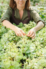 Hands of happy female worker of contemporary greenhouse standing by flowerbed and touching small green leaves of growing plants