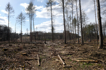 Abgeholztes Waldgebiet an Landstraße bei Ransbach-Baumbach im Westerwald im April 2021 - Stockfoto