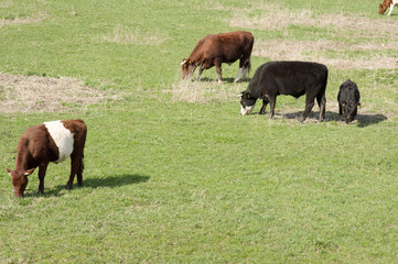 Cows are eating grass in a pasture in Arnhem in the Netherlands