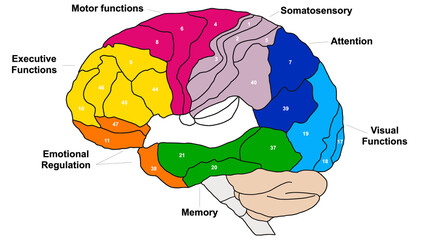 Brain Brodmann area region of the cerebral cortex wit numbers and descriptions on white background