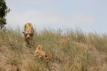 Fototapeta premium lioness and her cub walking downhill 
