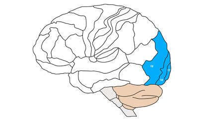 Brain Brodmann area region of the cerebral cortex wit numbers and descriptions on white background