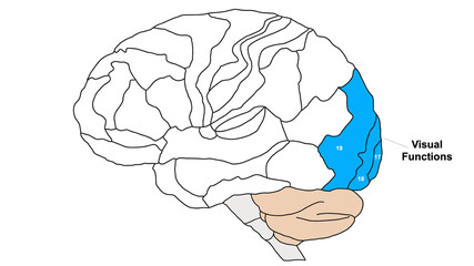 Brain Brodmann area region of the cerebral cortex wit numbers and descriptions on white background