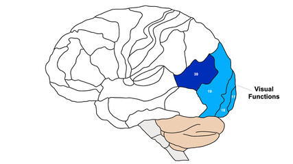 Brain Brodmann area region of the cerebral cortex wit numbers and descriptions on white background