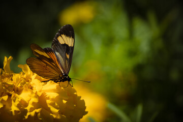 Delicate Butterfly on yellow Marigold Flower. Spring Happy Scene.