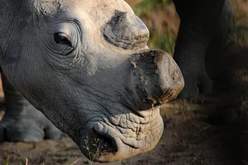 Fotobehang Mutilation of rhino in order to save it © Angela