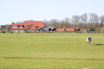 Horse stands in pasture with a farm in the background in Arnhem in the Netherlands