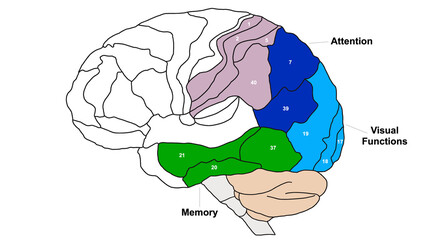 Brain Brodmann area region of the cerebral cortex wit numbers and descriptions on white background