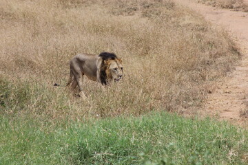 lion walking on the dried grass 