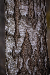Beautiful closeup of plants growing in a sprintime forest. Spring scenery of woodlands in Northern Europe.