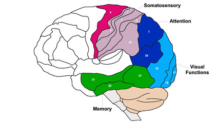 Brain Brodmann area region of the cerebral cortex wit numbers and descriptions on white background