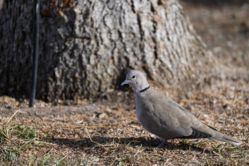  eurasian collared dove feeding