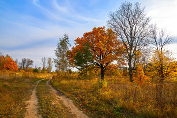 Autumn landscape. Beautiful sunny autumn day. Golden woods and blue sky.