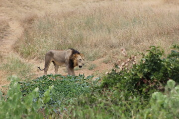 a solitary lion in the African jungle