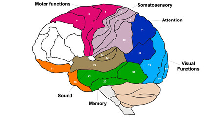 Brain Brodmann area region of the cerebral cortex wit numbers and descriptions on white background