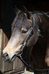 Obraz premium Deutsches Reitpony