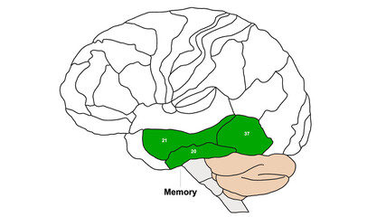 Brain Brodmann area region of the cerebral cortex wit numbers and descriptions on white background
