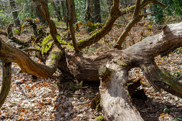 Baum 