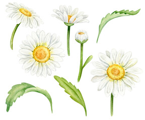 Botanical collection with watercolor daisies