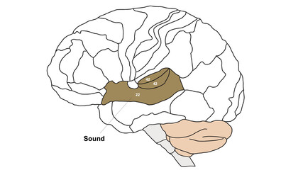 Brain Brodmann area region of the cerebral cortex wit numbers and descriptions on white background