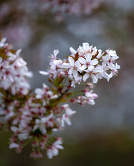 Closeup of blossom on ornamental cherry, Prunus 'Pandora', in spring in the UK