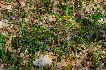 spring in the forest