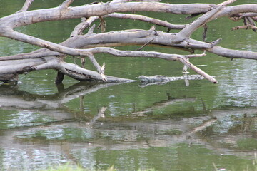 a crocodile in the water below a slanted tree trunk of which a clear reflection is seen in the water