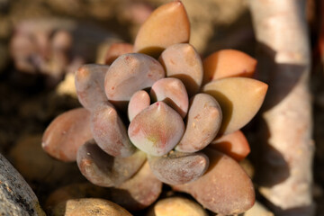 sedum clavatum