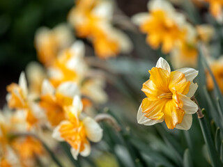 Fototapeta premium Close up of Narcissus 'Centannees' against a background of the same species in spring