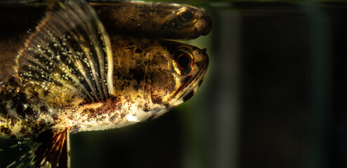 Predatory freshwater butterfly fish. Pantodon buchholzi.