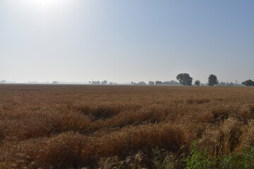 Indian fields of an Indian village in Patiala, Punjab, India. Farmers in India works very hard in the fields.