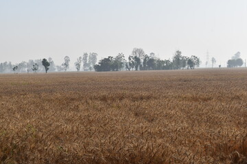 Indian fields of an Indian village in Patiala, Punjab, India. Farmers in India works very hard in the fields.