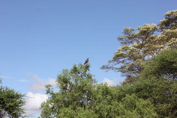 Obraz premium eagle sitting on the branch of a tree