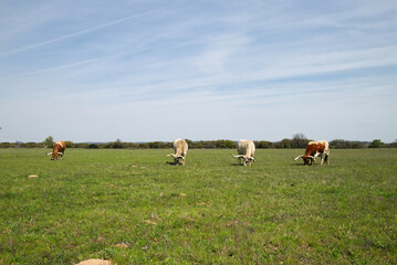 longhorn steers grazing in a field.